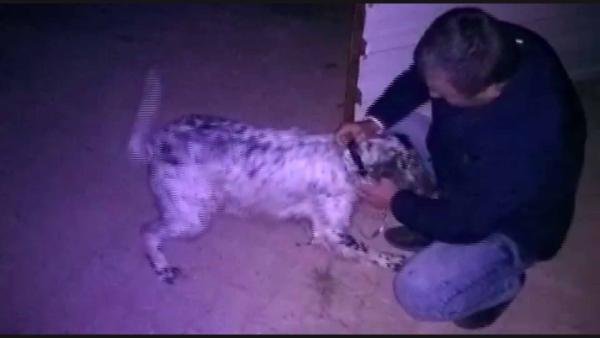 Konya'da cins köpekleri çalan 3 kişi tutuklandı