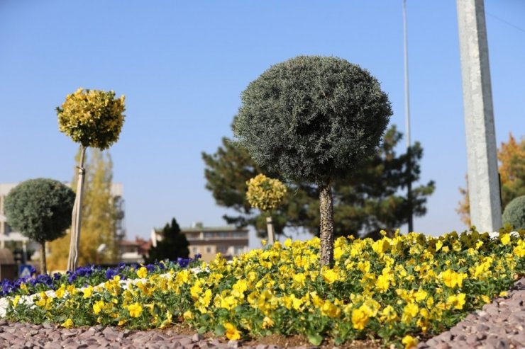 Mevsim çiçekleri Nevşehir’i süslüyor