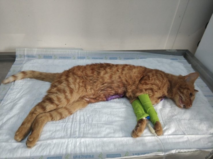 Olta iğnesi yutan kedi tedavi edildi