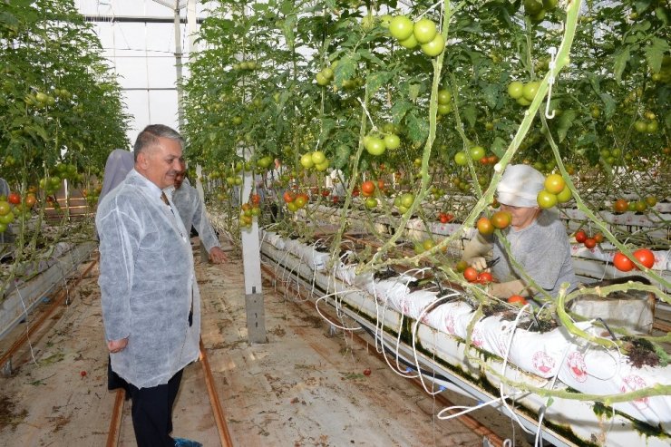 Vali Yazıcı, Burhaniye’de domates hasadı yaptı