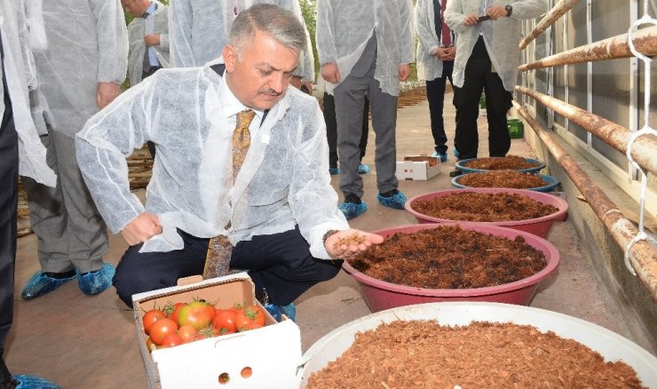 Vali Yazıcı, Burhaniye’de domates hasadı yaptı