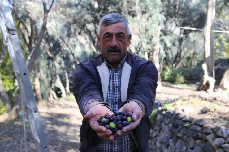 Bu zeytin Türkiye’nin Kuzeydoğusu’nun en uç noktasında yetişiyor