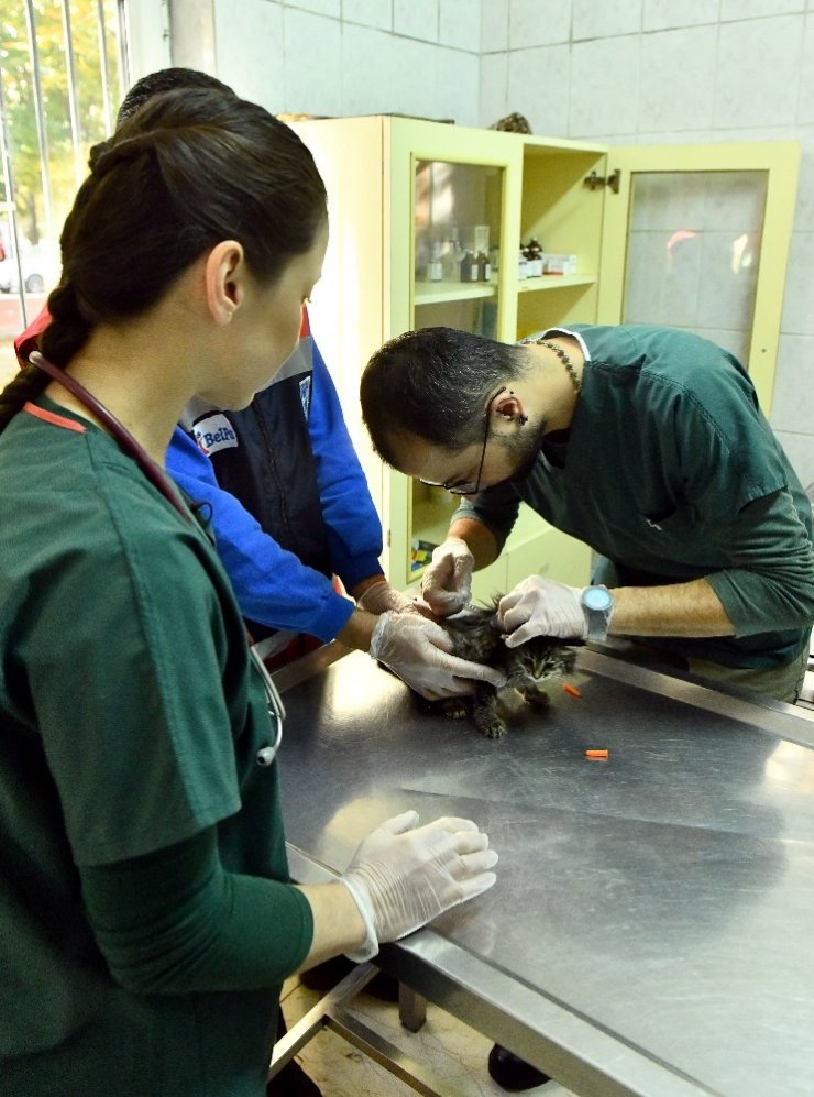 Ankara Büyükşehir’den acil durumlarda hayvanlara müdahaleye ilişkin “ilk yardım eğitimi”