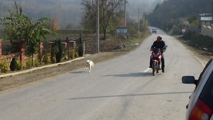 Motosiklet hastası köpeği görenler şaşıp kalıyor