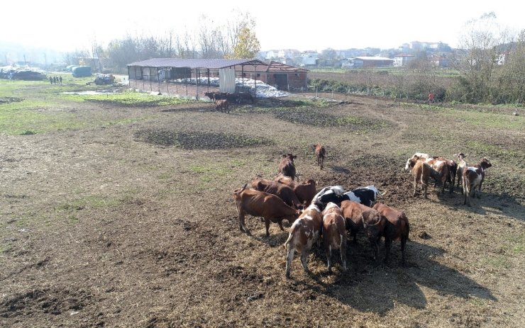 ‘Jersey’ ırkı 10 inekle üretime başladı, 5 yılda taleplere yetişemez hale geldi