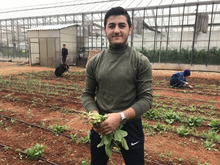 Bahçe Bitkileri Öğrencileri sebzeleri kendileri üretiyorlar