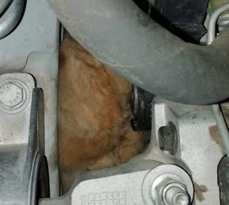 Motora sıkışan kedi kurtarıldı