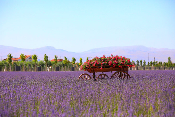 lavanta-bahceleri-fotograf-tutkunlarinin-gozdesi-oldu-2.jpg