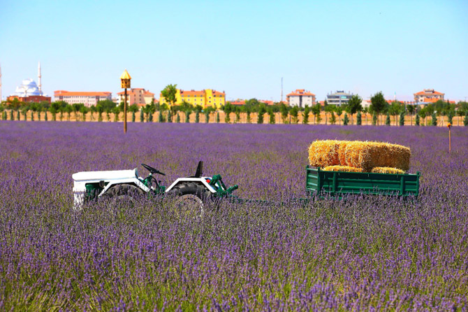 lavanta-bahceleri-fotograf-tutkunlarinin-gozdesi-oldu-3.jpg